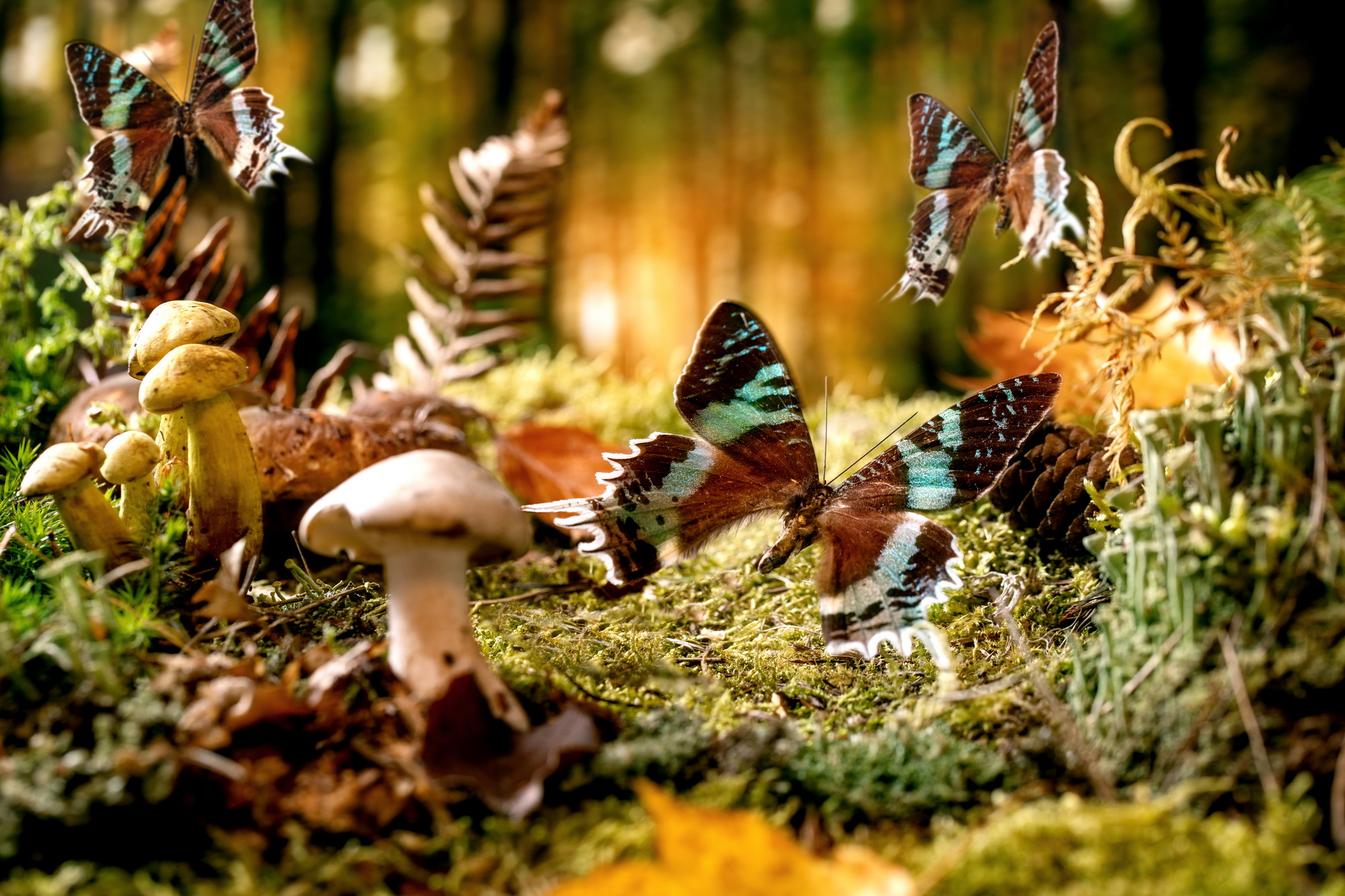 fairy-tale-ambiance-magical-autumn-forest-backgrou-2021-11-04-23-59-58-utc